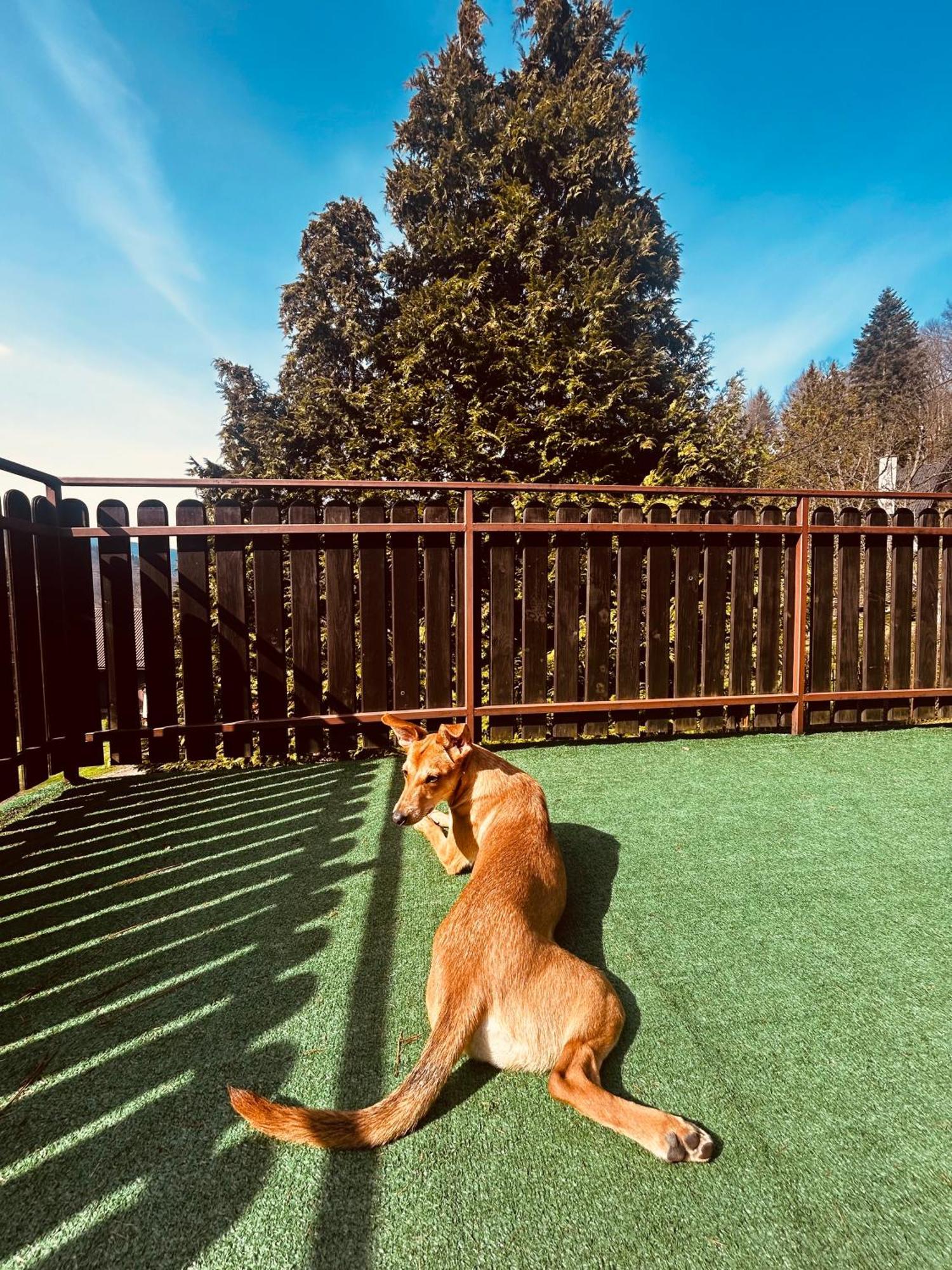 Willa Karolinka Stroza - Pet Friendly Myślenice Exterior foto
